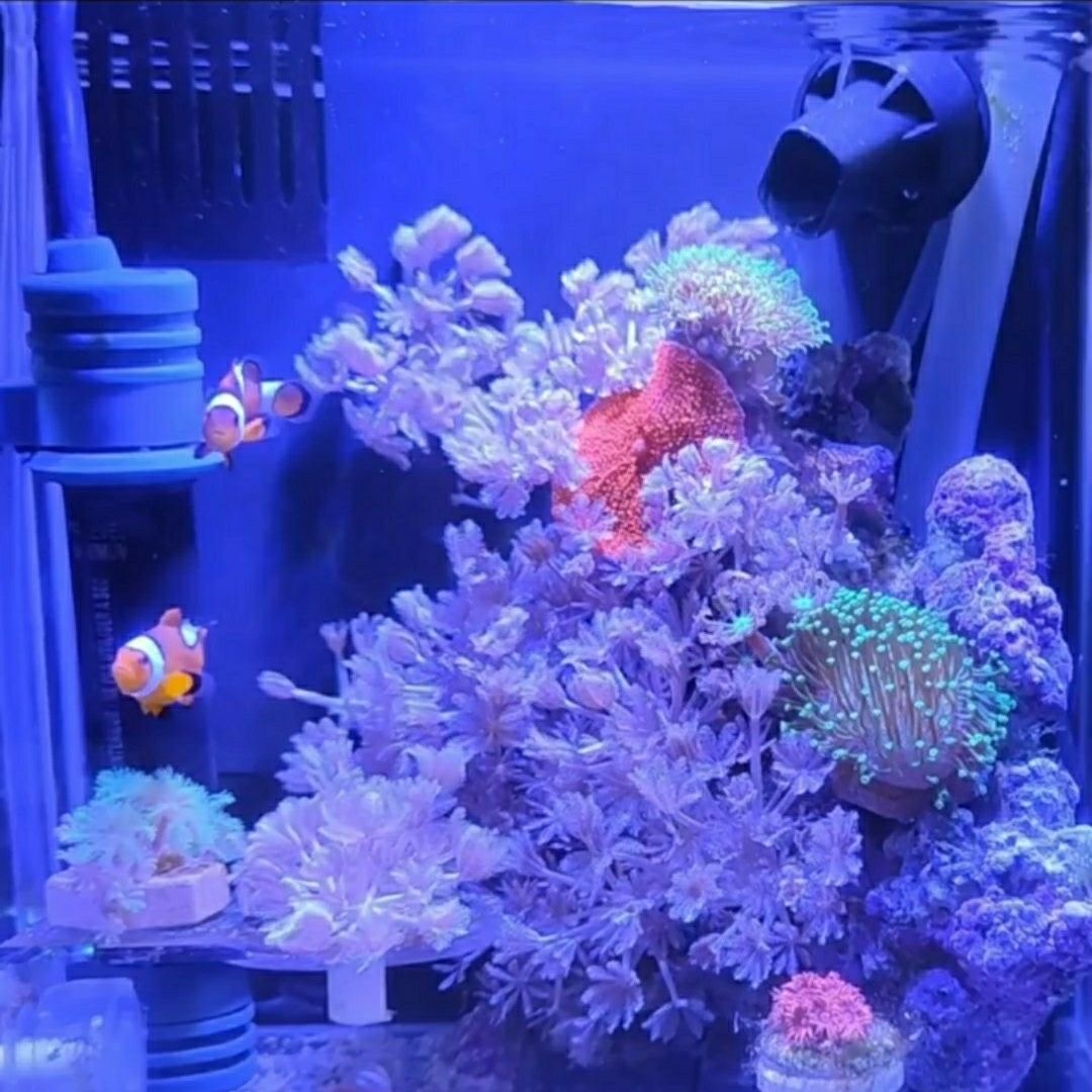 闪千手珊瑚长须易养活