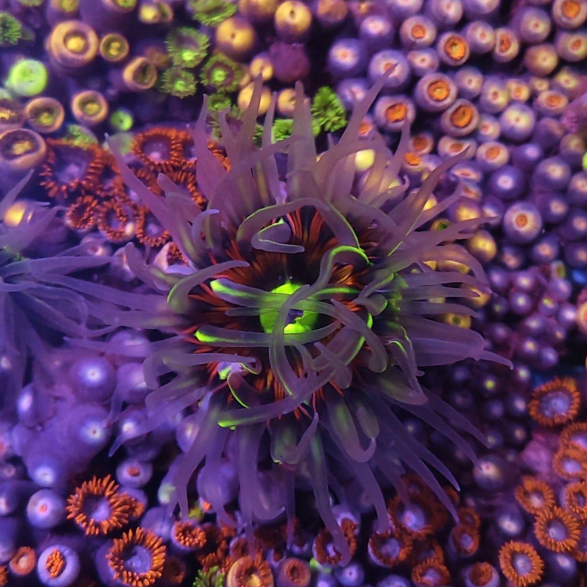 绿疣海葵活物鲜活小丑鱼共生海葵珊瑚活体观赏海缸造景新手易养活,宠物/宠物食品及用品,珊瑚/海葵,淘宝优惠券,粉丝福利购,淘宝优惠卷