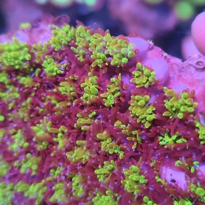 荧光双色菠萝丁珊瑚生物