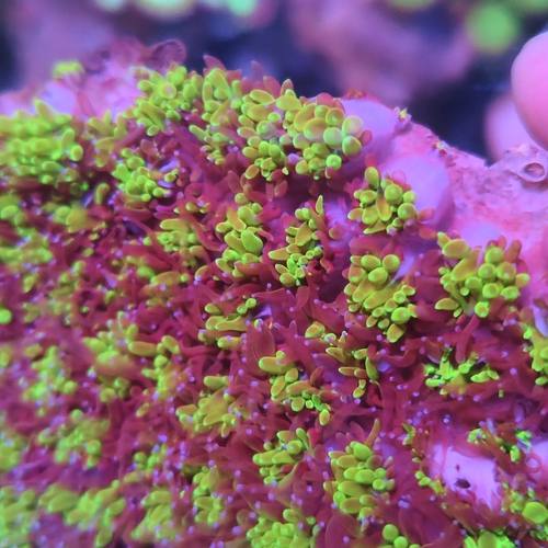 荧光双色菠萝丁珊瑚生物