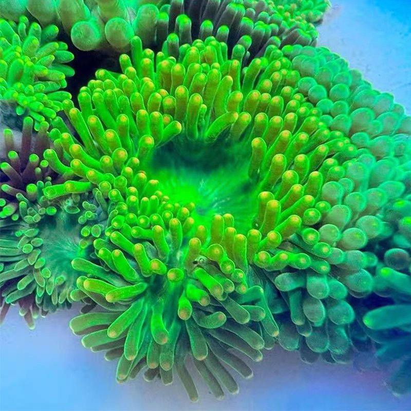 珊瑚绿石葵小丑鱼海葵共生海缸造景海葵活物人工养新手缸海水生物,宠物/宠物食品及用品,珊瑚/海葵,淘宝优惠券,粉丝福利购,淘宝优惠卷