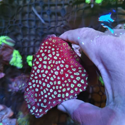 猫眼脑珊瑚人工易养lps