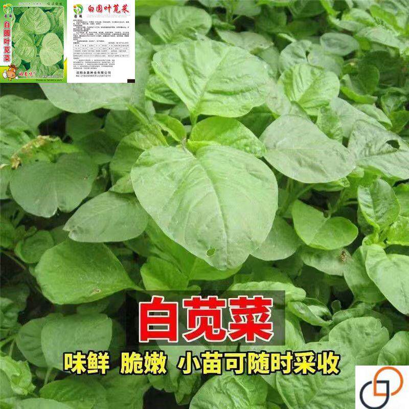 白圆叶苋菜种子青苋菜种籽绿苋菜四季播蔬菜种孑阳台盆栽春秋种植