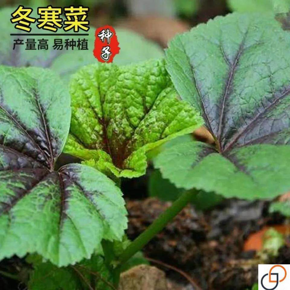 种籽春秋冬季耐寒冬葵野菜种子高钙马蹄菜阳台盆栽蔬菜种孑