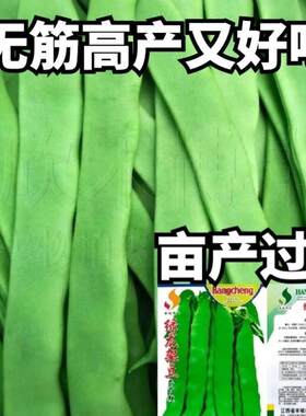 架豆四季豆大扁豆菜种子高产豆角春夏季爬藤农家蔬菜宽扁芸豆种子