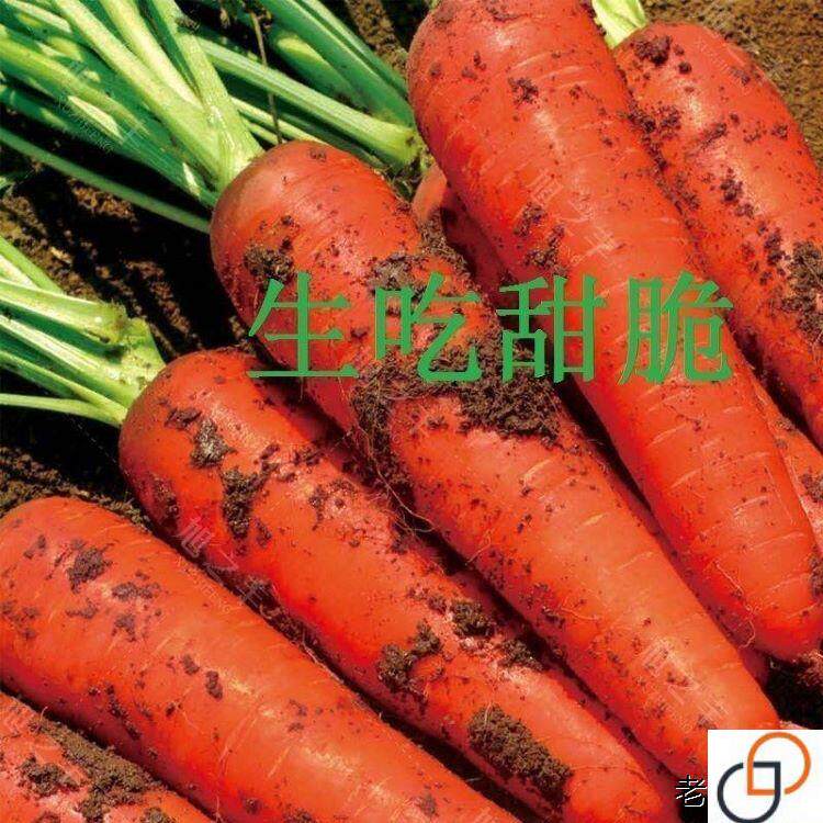 胡萝卜种籽子罗卜种籽种子九寸参四季蔬菜种子耐红耐热耐寒胡萝卜