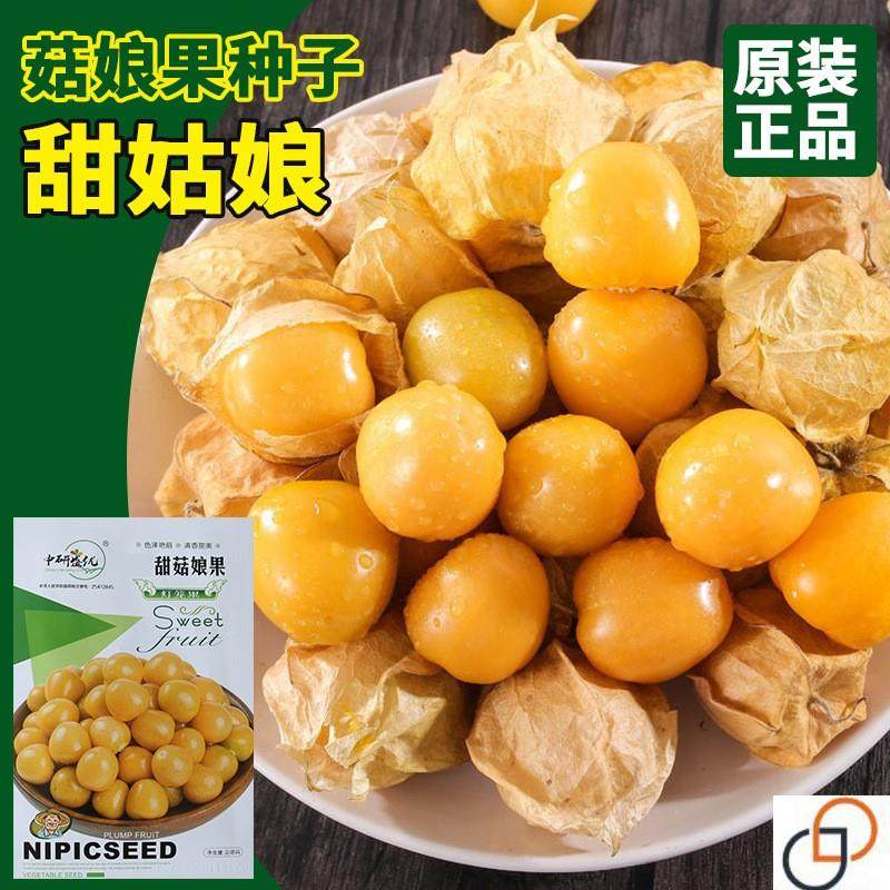 甜菇娘果种子灯笼果种子东北奶香姑娘果树种籽黄姑娘水果春秋播种