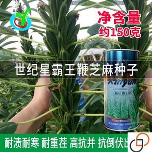 世纪星信研霸王鞭芝麻种子中早熟榨油白芝麻黑芝麻种籽株高抗倒孑