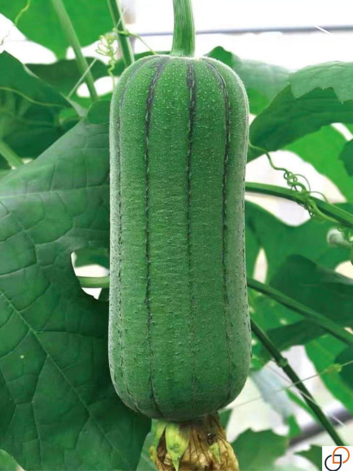 短棒肉丝瓜种子胖墩香丝瓜籽早熟无棱阳台盆栽菜园春夏秋季蔬菜孑