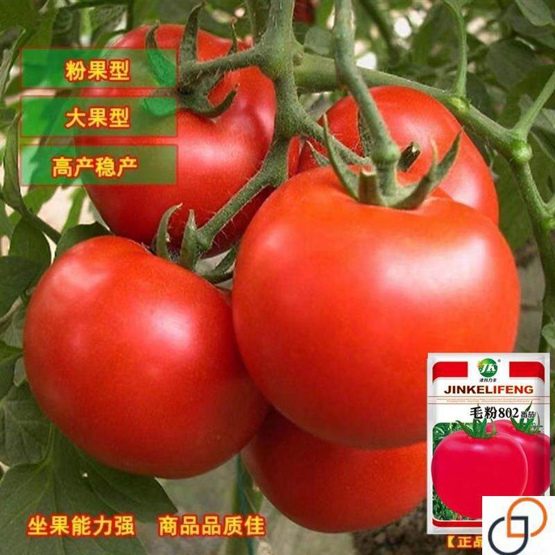 毛粉802番茄种子非转基因西红柿种籽沙瓤农蔬菜番茄西红柿籽种