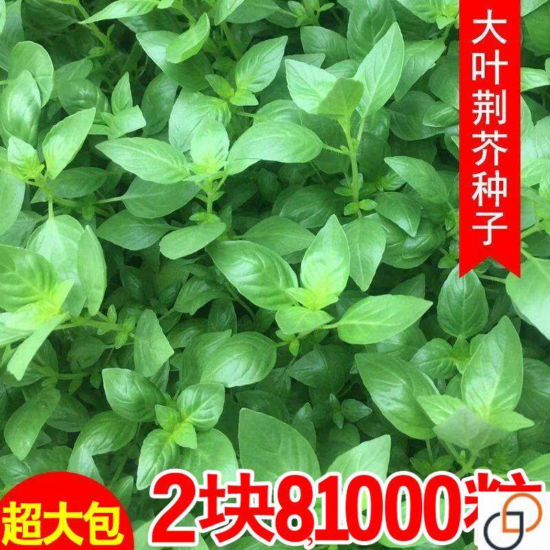 正宗河南大叶荆芥菜种籽原装正品家庭园艺种子