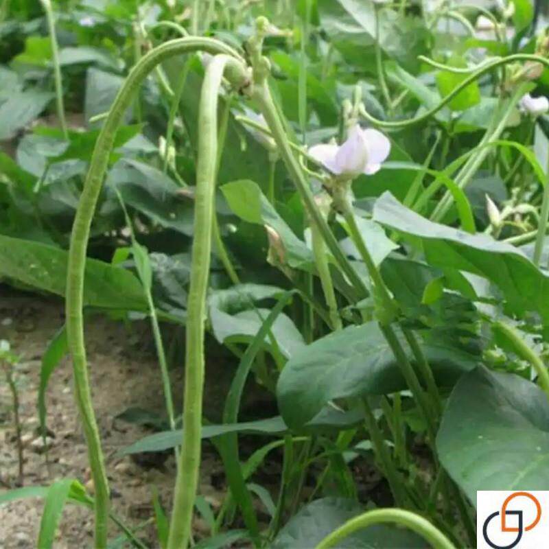 亮美无架豆种子豇豆籽无需搭架阳台盆栽四季播种豆角蔬菜苗种苗孑