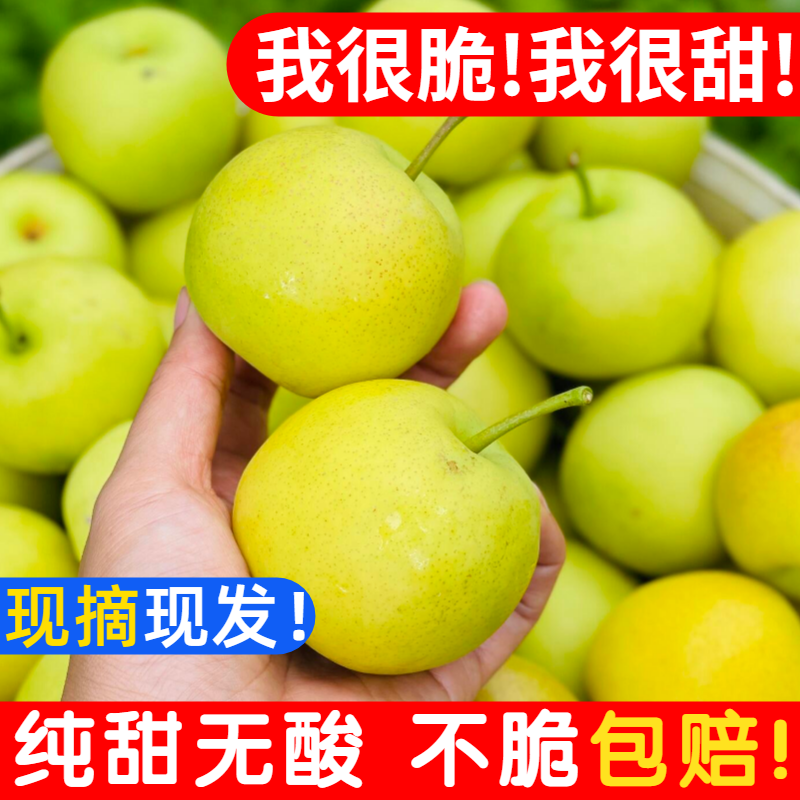 高原纯甜小蜜梨真的甜！水分多~
