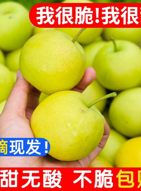高原纯甜小蜜梨真的甜！水分多~
