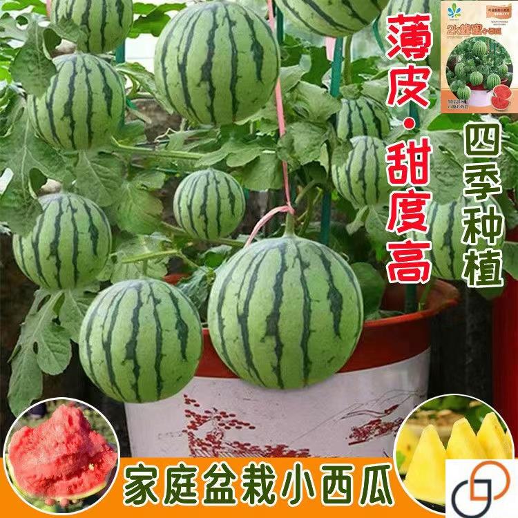 蜂蜜小西瓜种子2K西瓜红壤薄皮无籽四季盆栽阳台庭院水果瓜种籽苗