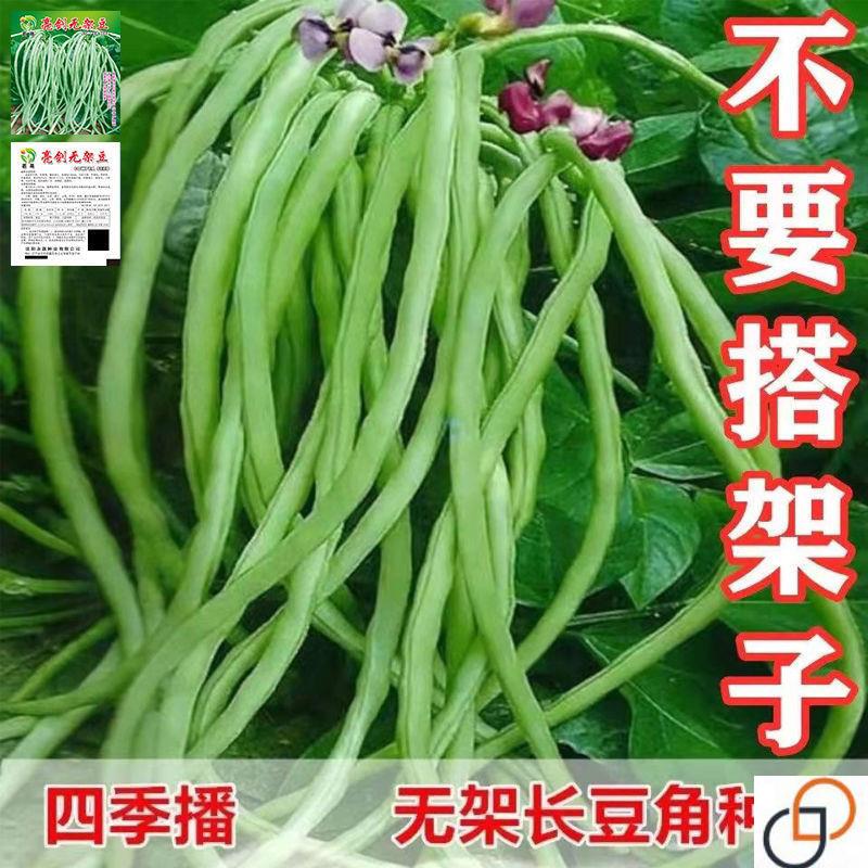 (无架豆角种子)无需搭架蔬菜种籽四季播种长豇豆长豆角阳台露地