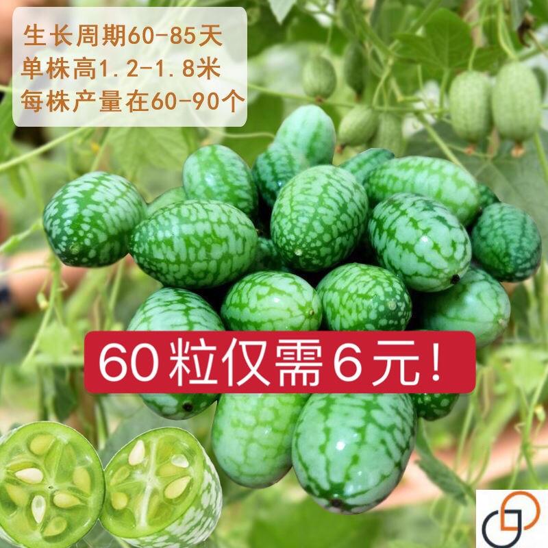 拇指西瓜种子西瓜种籽春季秋迷你家庭园艺种子