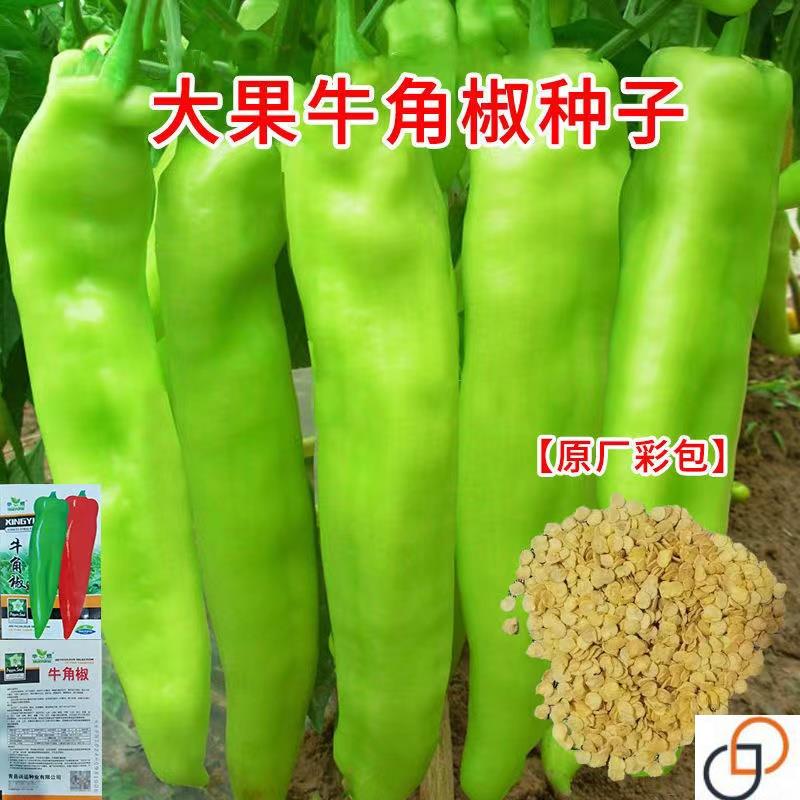 【原装高产】特大牛角椒种子辣椒种籽肉厚青椒种子阳台菜园蔬菜籽
