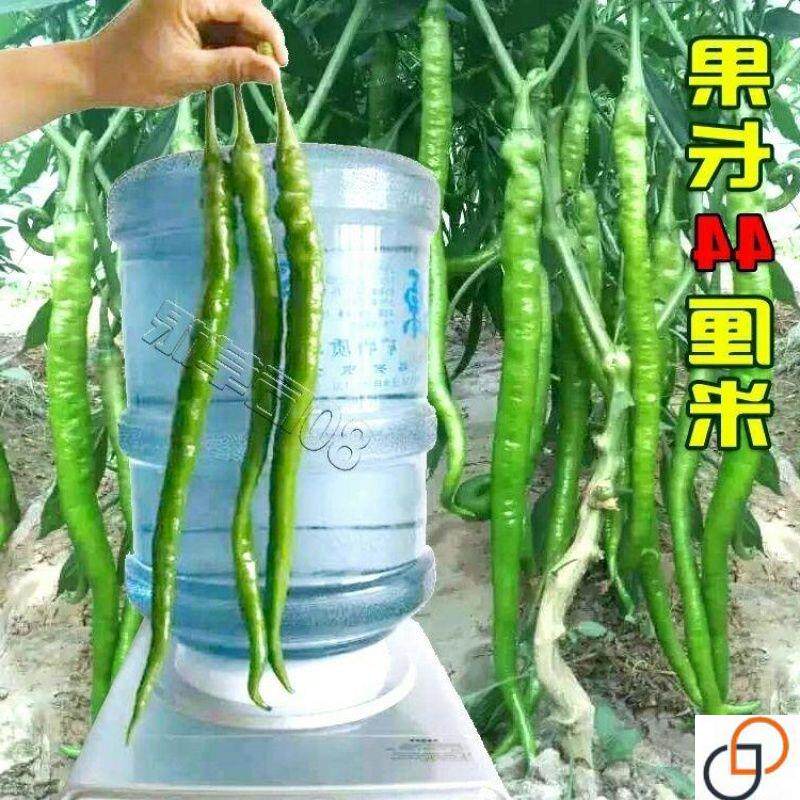 买二送一高产早线椒种子超长湖南辣椒种子春秋大田阳台盆栽四季播