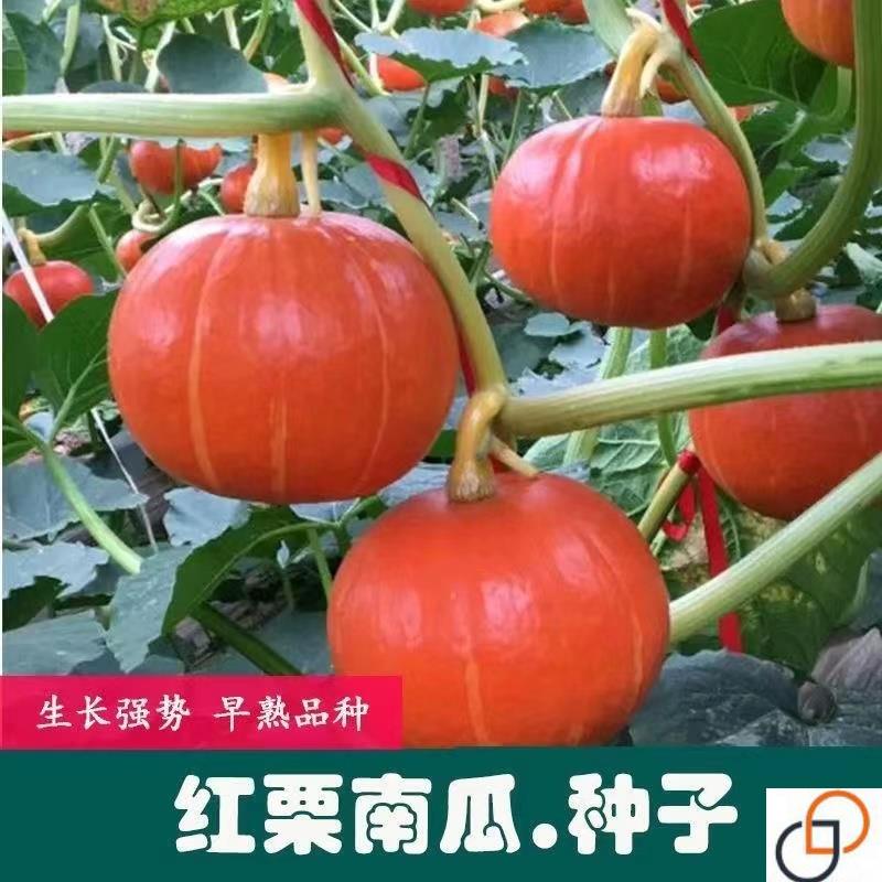 红蜜板栗贝贝南瓜种籽高产红栗南瓜种子春秋季香甜糯四季蔬菜种孑