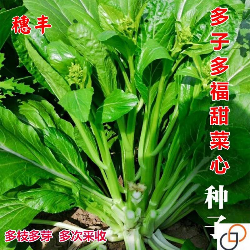多枝多芽菜心多子多福甜菜心种子广东菜芯菜苔籽蔬菜种子春夏秋播