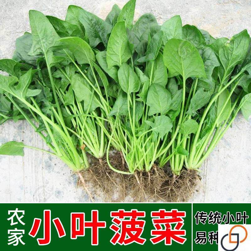 小叶菠菜种子小青菜波菜四季秋冬蔬菜种籽孑子菜籽老品种散装籽种