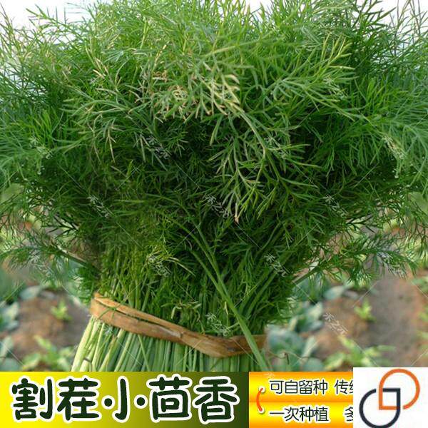 割茬茴香种子茴香种籽四季菜种子大全春夏秋冬季盆栽蔬菜菜种籽孑