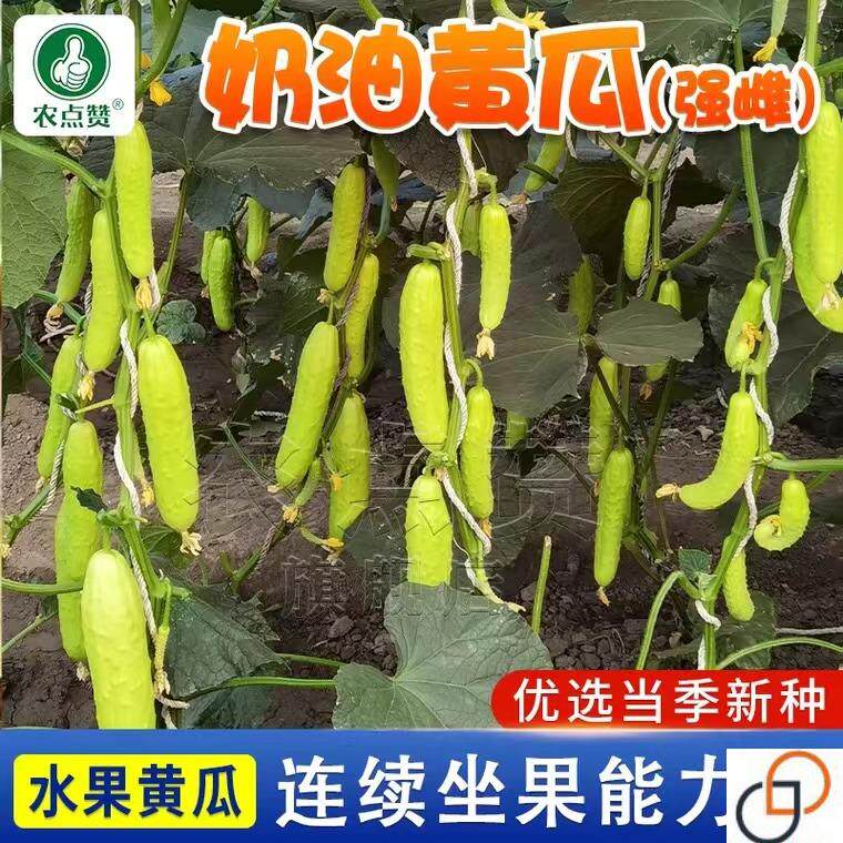 奶油小黄瓜种子 白玉旱黄瓜种籽高产农家庭院满地爬黄瓜种籽大全