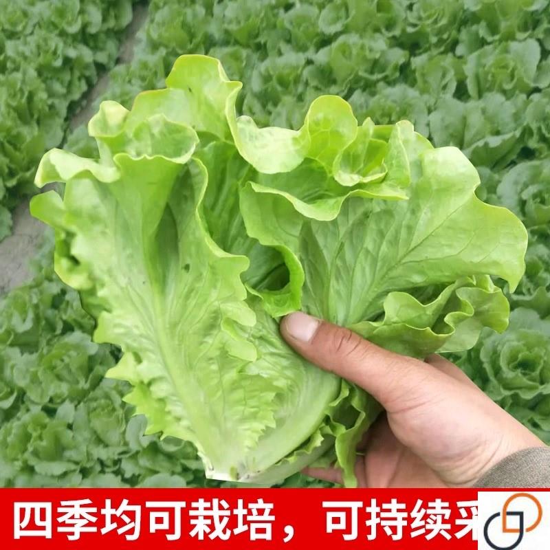 意大利生菜种子大全水培四季生菜种籽孑农家春夏秋冬季菜籽种南方