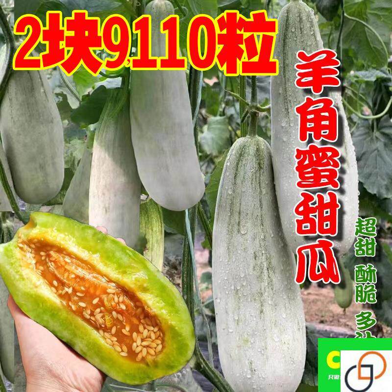 正品羊角蜜种孑羊角酥甜瓜种子香家庭园艺种子