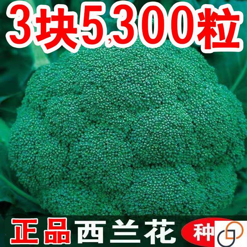 西兰花菜种孑西蓝花种子松花菜种籽花椰菜绿花菜种四季蔬菜