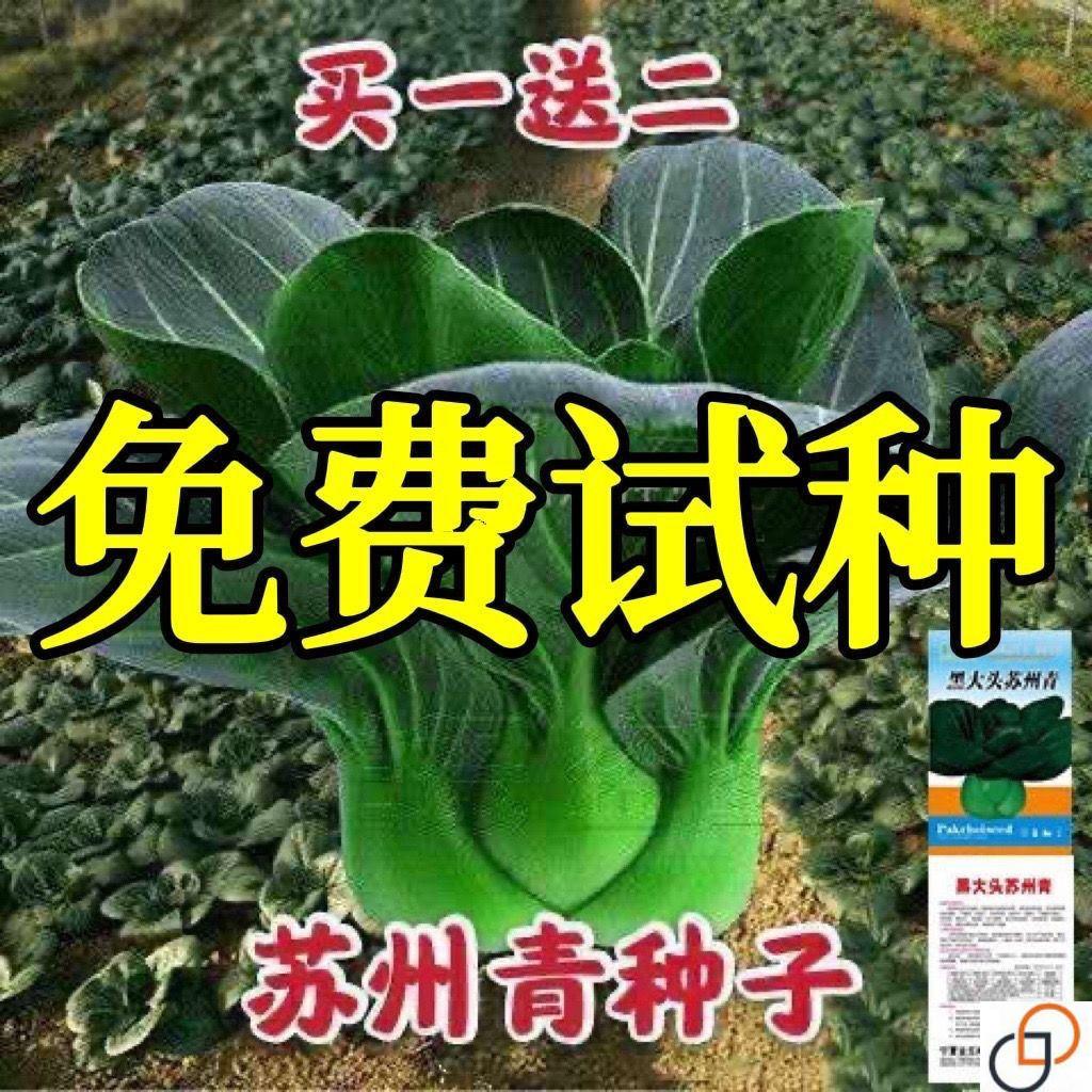 矮脚苏州青小油菜青菜籽上海青蔬菜籽四季冬季种植盆栽大田
