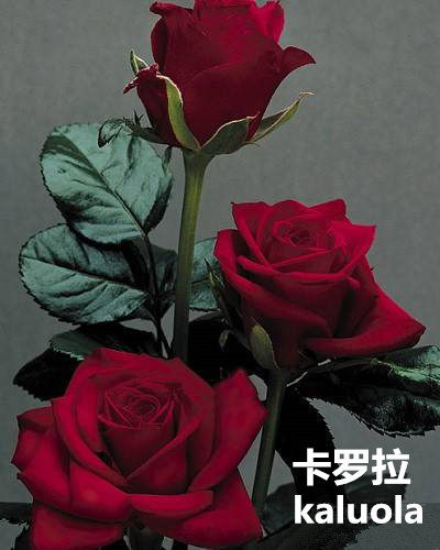 【进口】 卡罗拉 黑巴克玫瑰花 切花月季盆栽植物赛蔷薇花苗