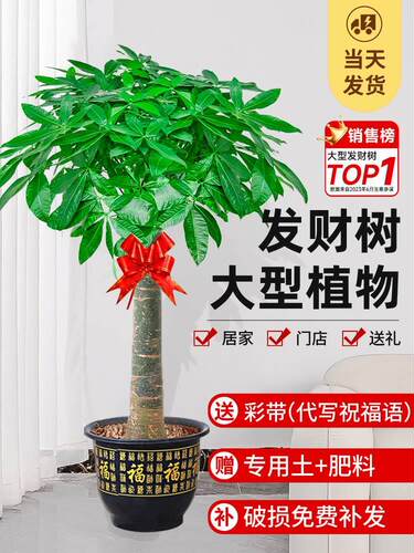 招财树盆栽室内好养大型财树绿植物客办公室乔迁开业厅花卉盆