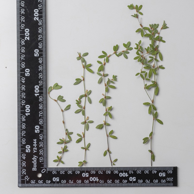 关门草枝 真花押花压花幼儿教学植物标本素材料滴胶干花手机ax66