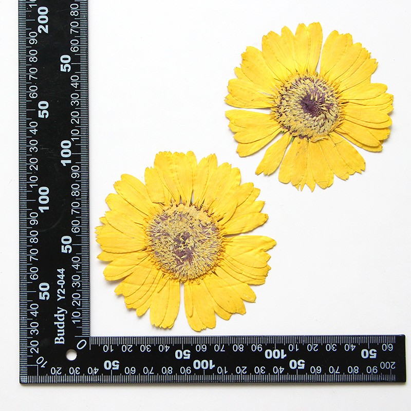 非洲菊 标本干花压花DIY材料包滴胶手机壳香薰蜡烛美甲拍照花ax33