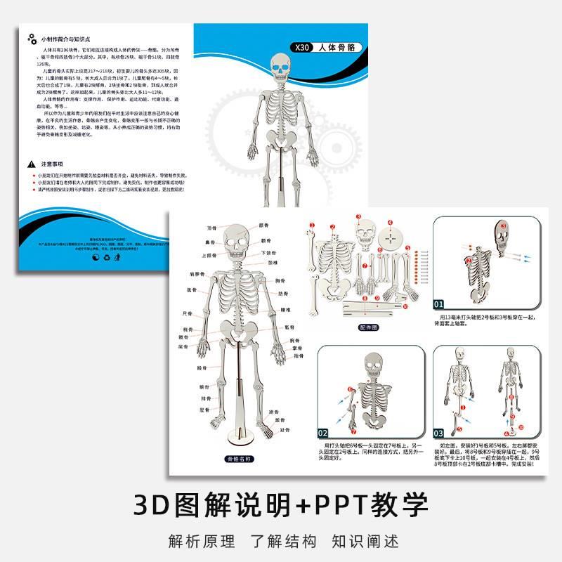 幼儿园手工益智玩具 科学实验器材科技小制作DIY人体骨骼模型拼装