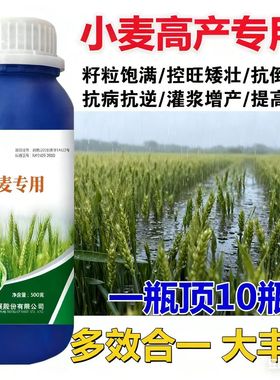 小麦抗寒耐旱保丰收粉唑醇特效除白粉病籽粒膨大稳产