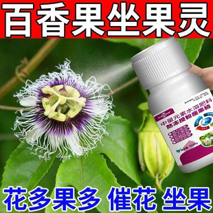 李子树催花授粉座果灵李子专用授粉药免沾花防落果保花保果叶面肥