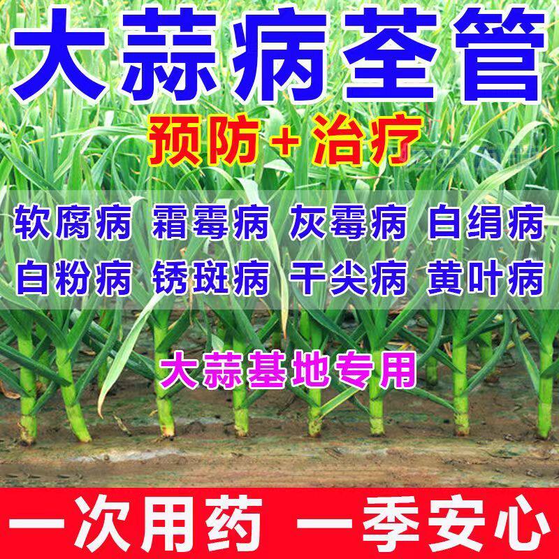 大蒜专用农药大蒜病全治大蒜锈病黄叶干尖叶枯病菌核病根腐软腐病