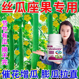 保花保果助力甜瓜西瓜黄瓜辣椒多结果实现丰产好收成