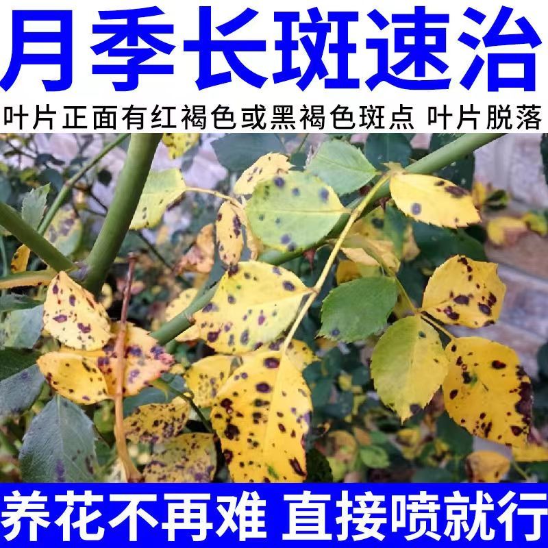 月季病害月季花专用药病全治月季白粉病杀菌剂黑斑病叶斑病花卉药