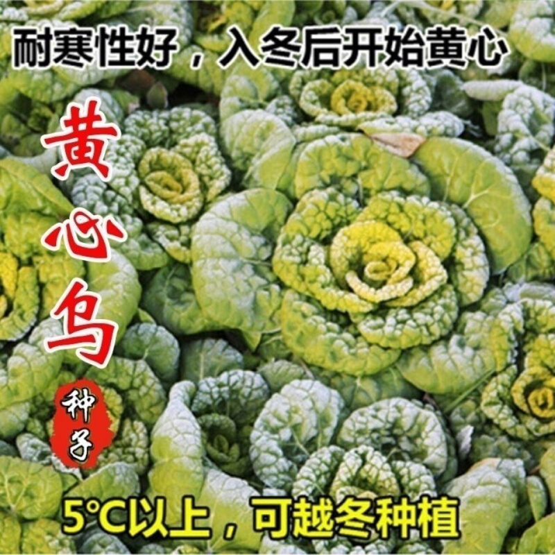 黄心种子黄乌塌菜耐寒心新鲜菊花心菜籽种易种黄金乌蔬菜种大全