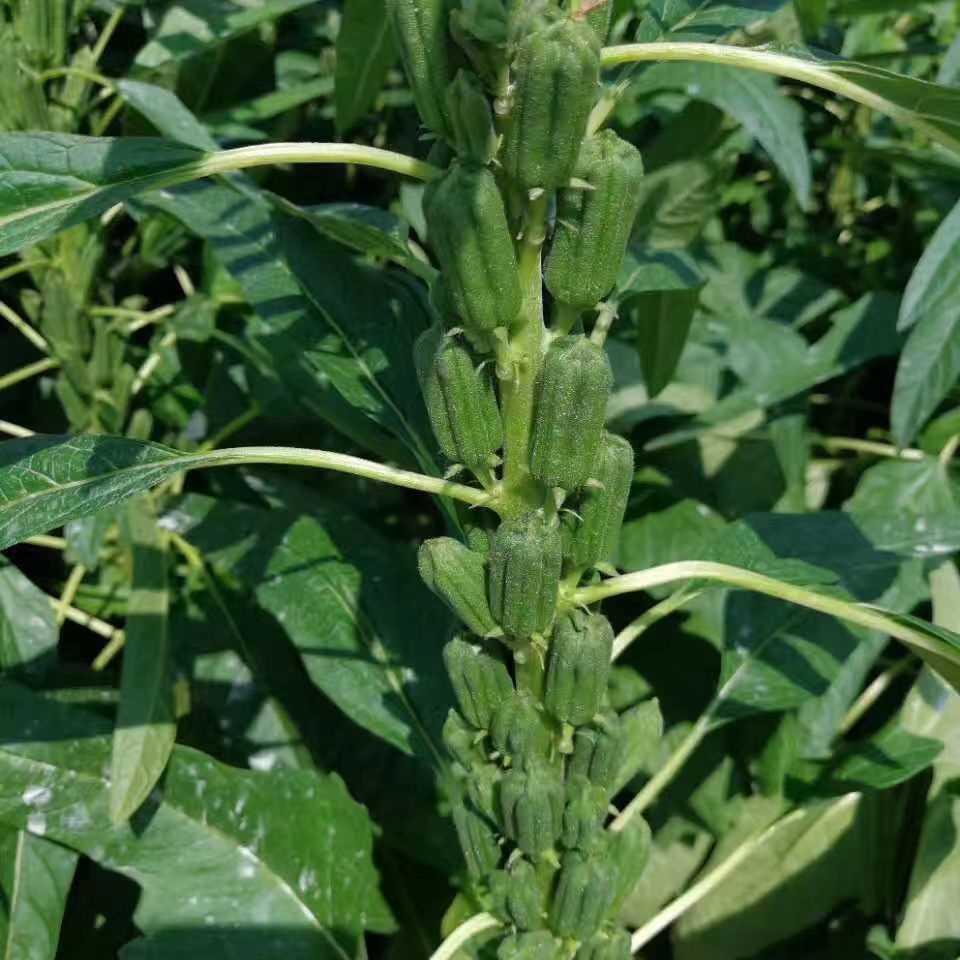 霸王鞭红籽种子红芝麻芝麻种子浓香型薄皮有机芝麻种子红芝一条鞭