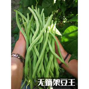 无筋泰国寿光架豆蔬菜王种子长芸豆菜豆四季豆青豆高产春夏秋冬季