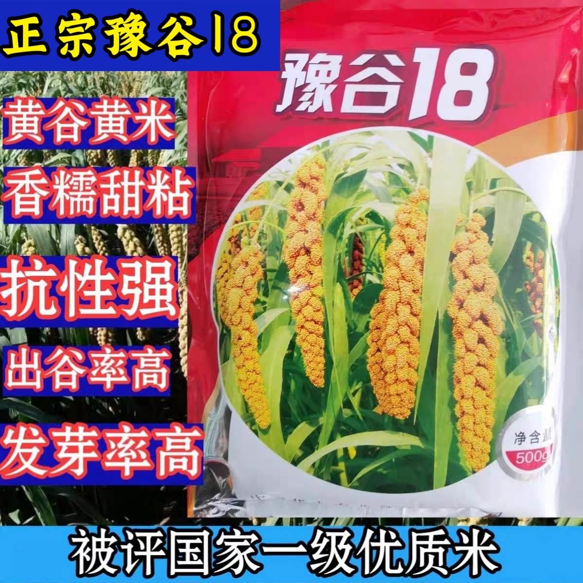 正宗国审豫谷18谷种子粘香糯抗倒伏产量高好吃黄谷子小米种子