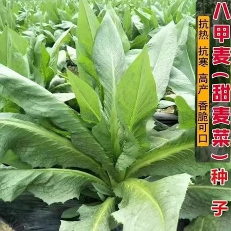 唛四季恩平八甲甜种子博白高州花芽圆叶唛菜种深圳阳春苦麦菜种籽