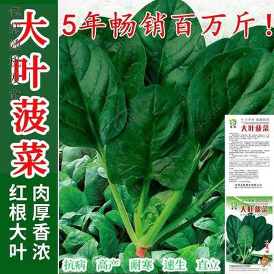 大叶菠菜种子四季易生态耐寒籽菠菜越冬耐热种蔬菜种子种子