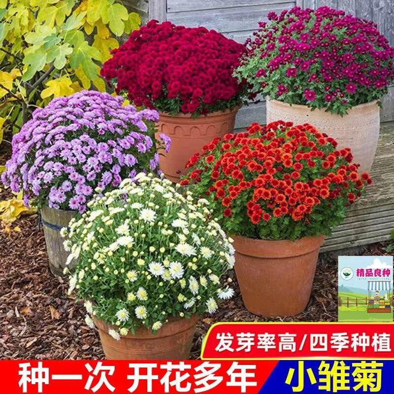 播种菊花种子小雏四季开花室内花卉盆栽庭院玛格丽特洋甘菊花种籽