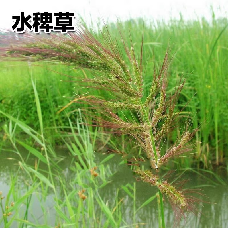 稗草稗子种子水散装长稻田里养喂鱼草水稗草籽水草种子包邮